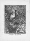 Thumbnail 0190 of Chatterbox stories of natural history