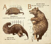 Thumbnail 0002 of My zoo ABC