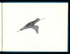 Thumbnail 0019 of The little godwit