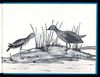 Thumbnail 0031 of The little godwit