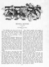 Thumbnail 0069 of St. Nicholas. October 1893