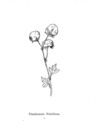 Thumbnail 0029 of Nonsense botany, and nonsense alphabets, etc. etc