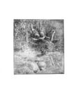 Thumbnail 0089 of Bird tales